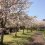 Cherry Blossom in Chugoku