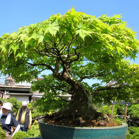 My Trip to Omiya Bonsai Village My Trip to Omiya Bonsai Village