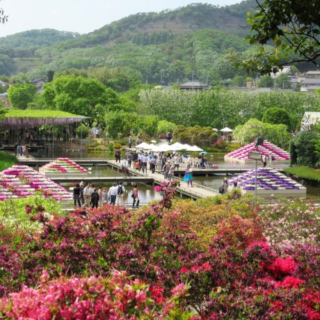 Ashikaga Flower Park in the Spring Ashikaga Flower Park in the Spring