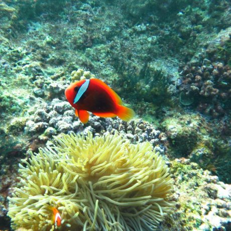 Miyakojima: A Diver's Paradise Miyakojima: A Diver's Paradise
