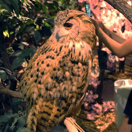 Harajuku Owl’s Forest Harajuku Owl’s Forest