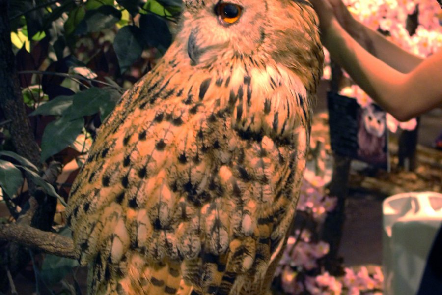 Harajuku Owl’s Forest