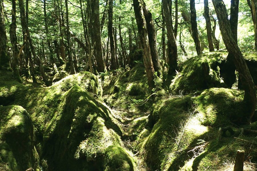 Koke no Mori – The Moss Forest