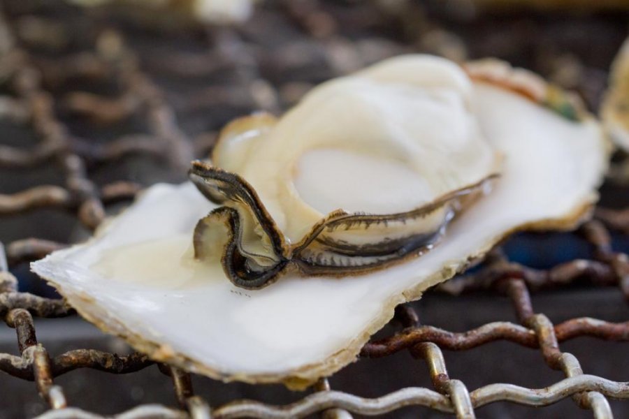 An Oyster Hut Excursion in Itoshima