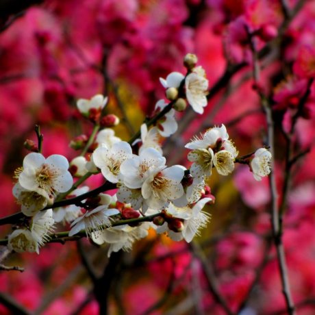 Tokyo's Koishikawa Korakuen, Bunkyo Tokyo's Koishikawa Korakuen, Bunkyo