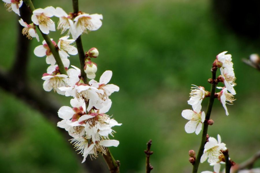Kairakuen: Plum Blossoms and More