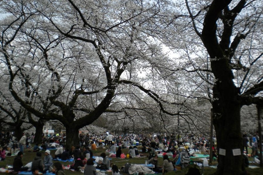 Tokyo's Cherry Blossom Heaven
