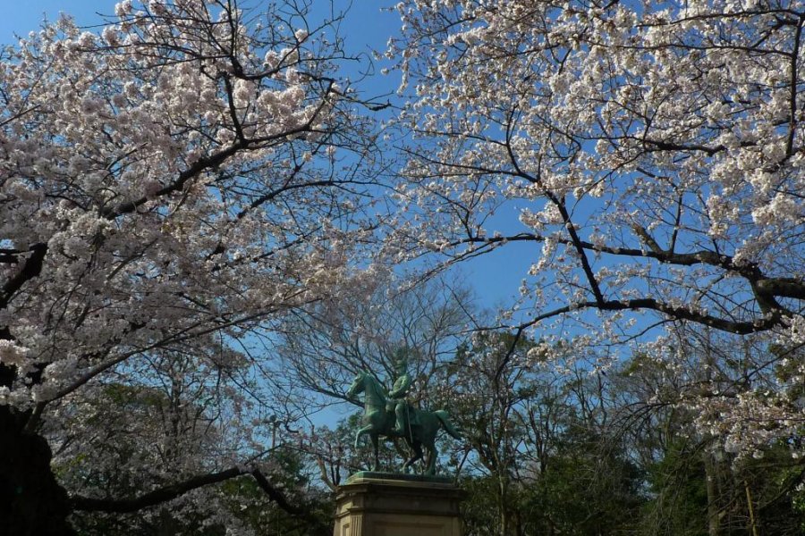 Ueno Park - Sakura Season