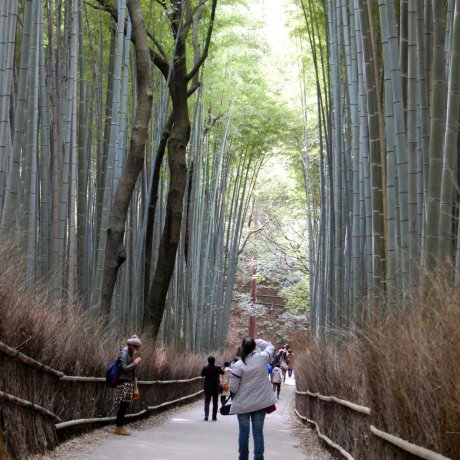 Kyoto's Sagano Bamboo Forest Kyoto's Sagano Bamboo Forest