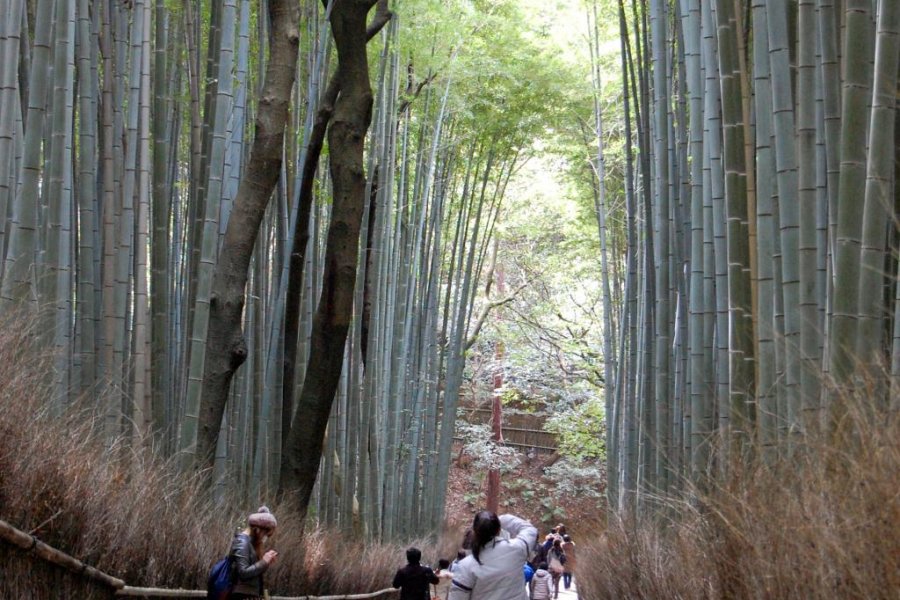 Kyoto's Sagano Bamboo Forest 