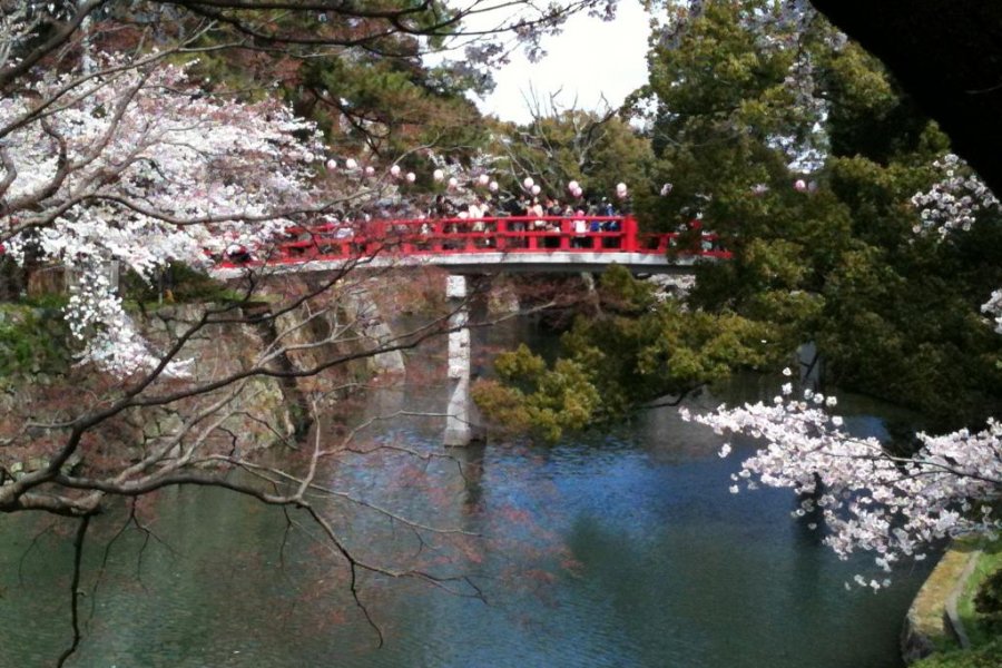 Cherry Blossoms of Okazaki Castle