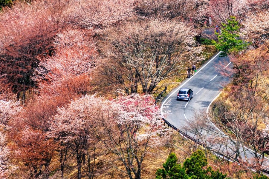 Sakura on Mount Yoshino