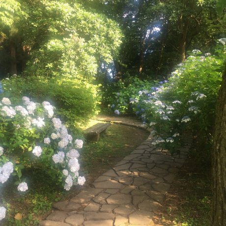 The Hydrangeas of Kurobane Castle The Hydrangeas of Kurobane Castle