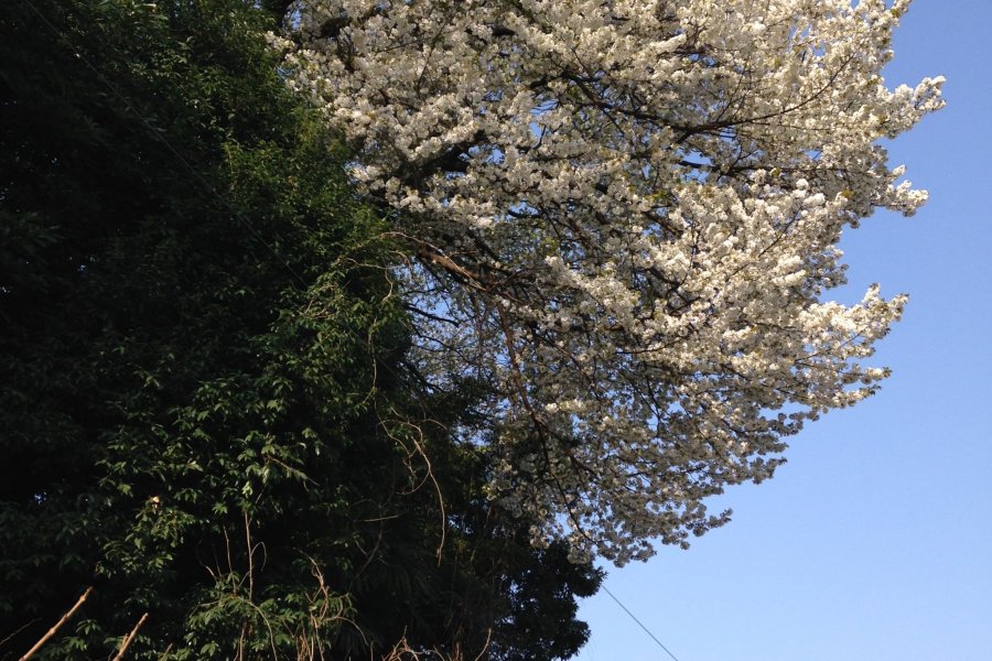 Yamazakura and Fallen Beauties