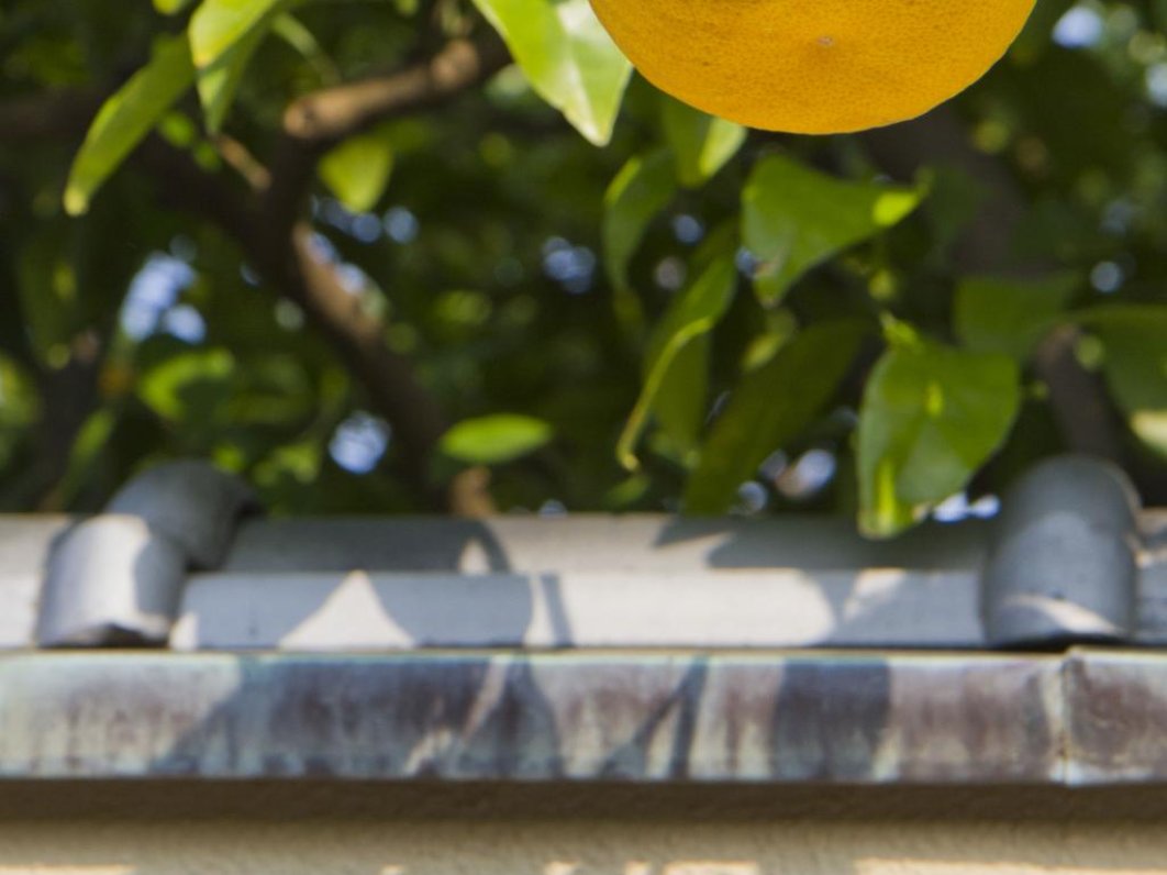 Hagi's sour oranges can be seen in gardens everywhere during spring and summer