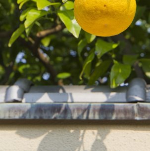Hagi's sour oranges can be seen in gardens everywhere during spring and summer