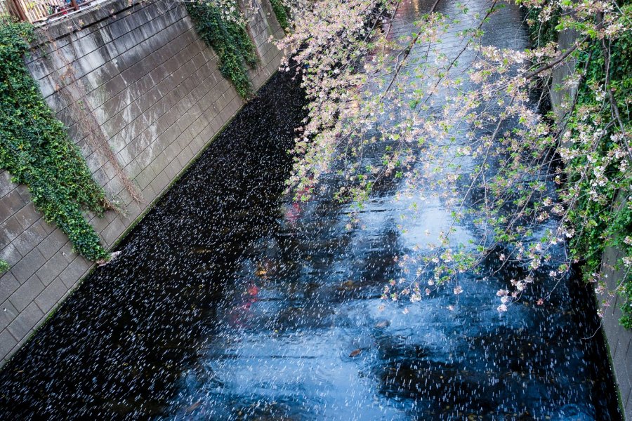 Fallen Sakura on the Meguro River