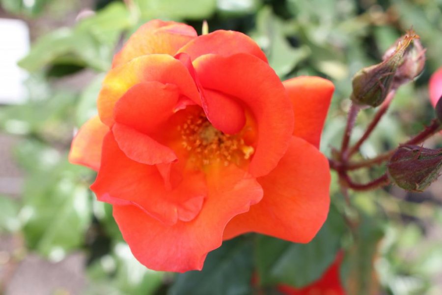 Roses in Bloom - Verny Park