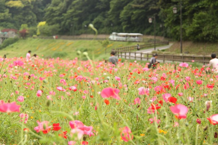 Kurihama Flower World