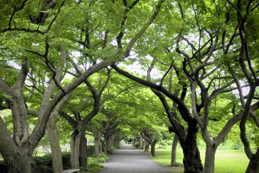 Koishikawa Botanical Gardens