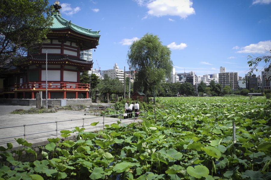 Stroll Through Picture-Perfect Ueno Park