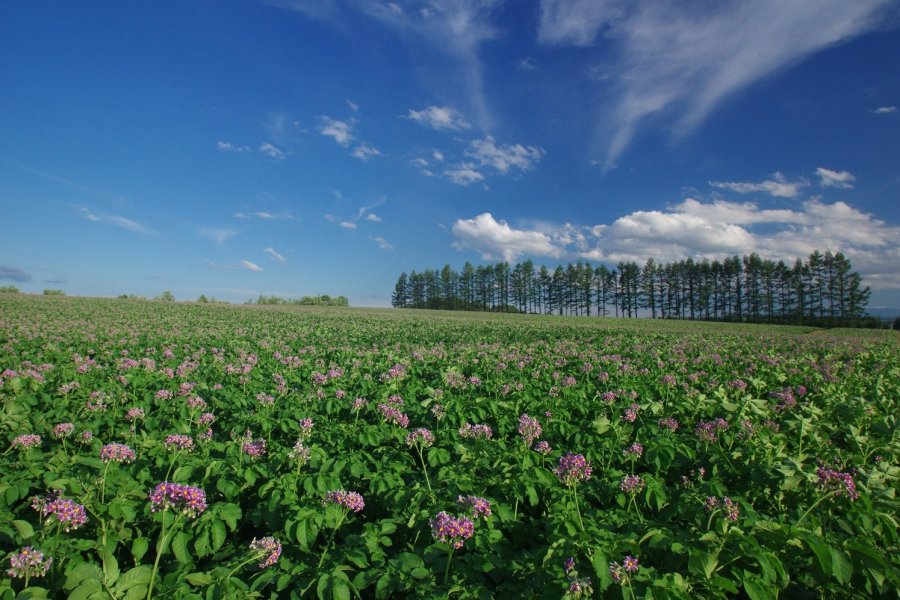 Tokachi Girls Farm in Hokkaido