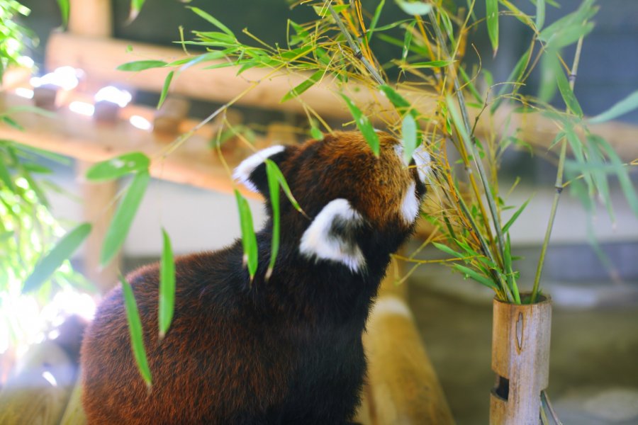 Fukuoka City Zoological Garden