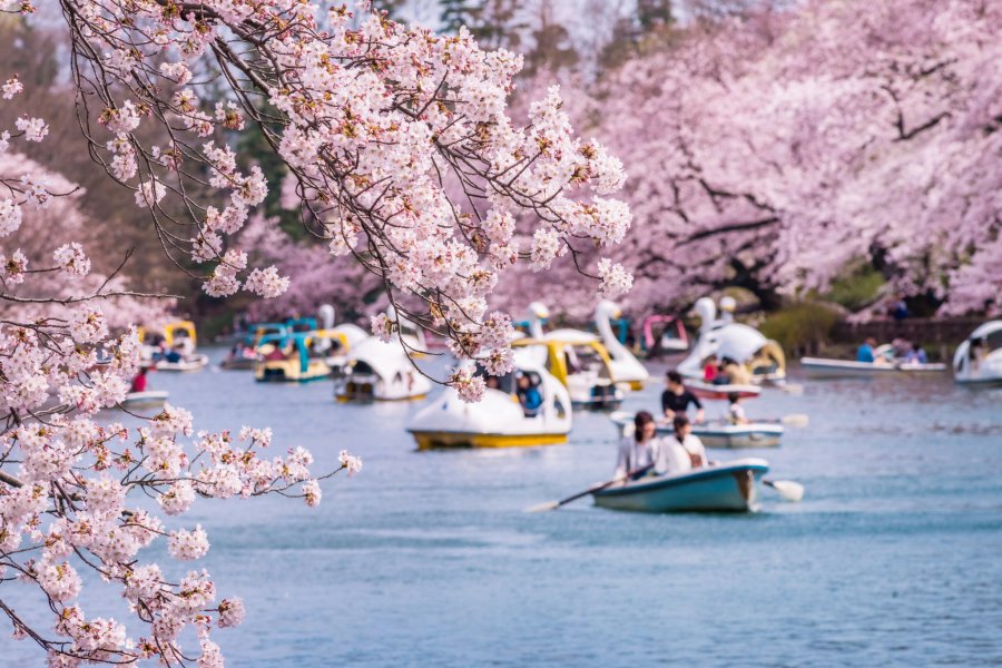 Best Places to See Cherry Blossoms in Japan