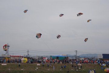 Shirone Kite Battle