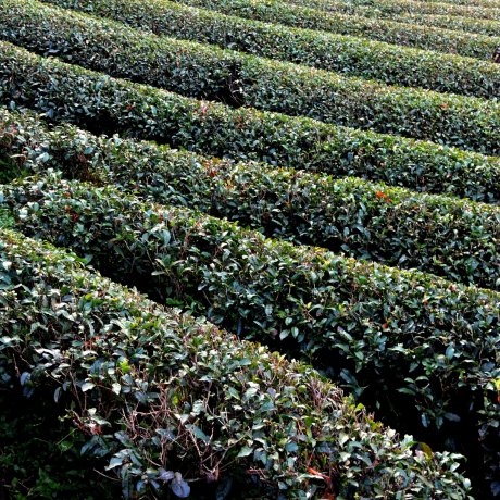Shizuoka's Green Tea Shizuoka's Green Tea