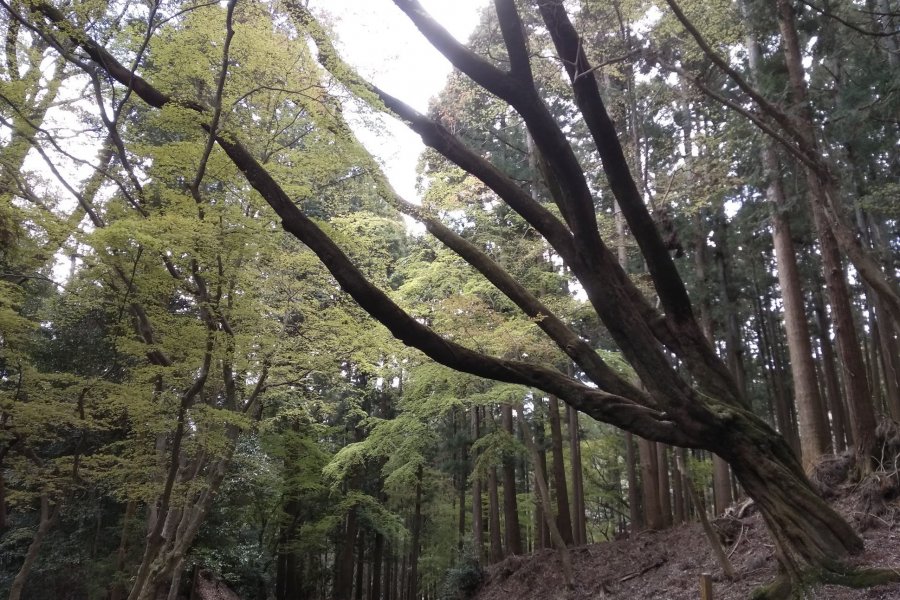 Kasuga Forest, Nara 