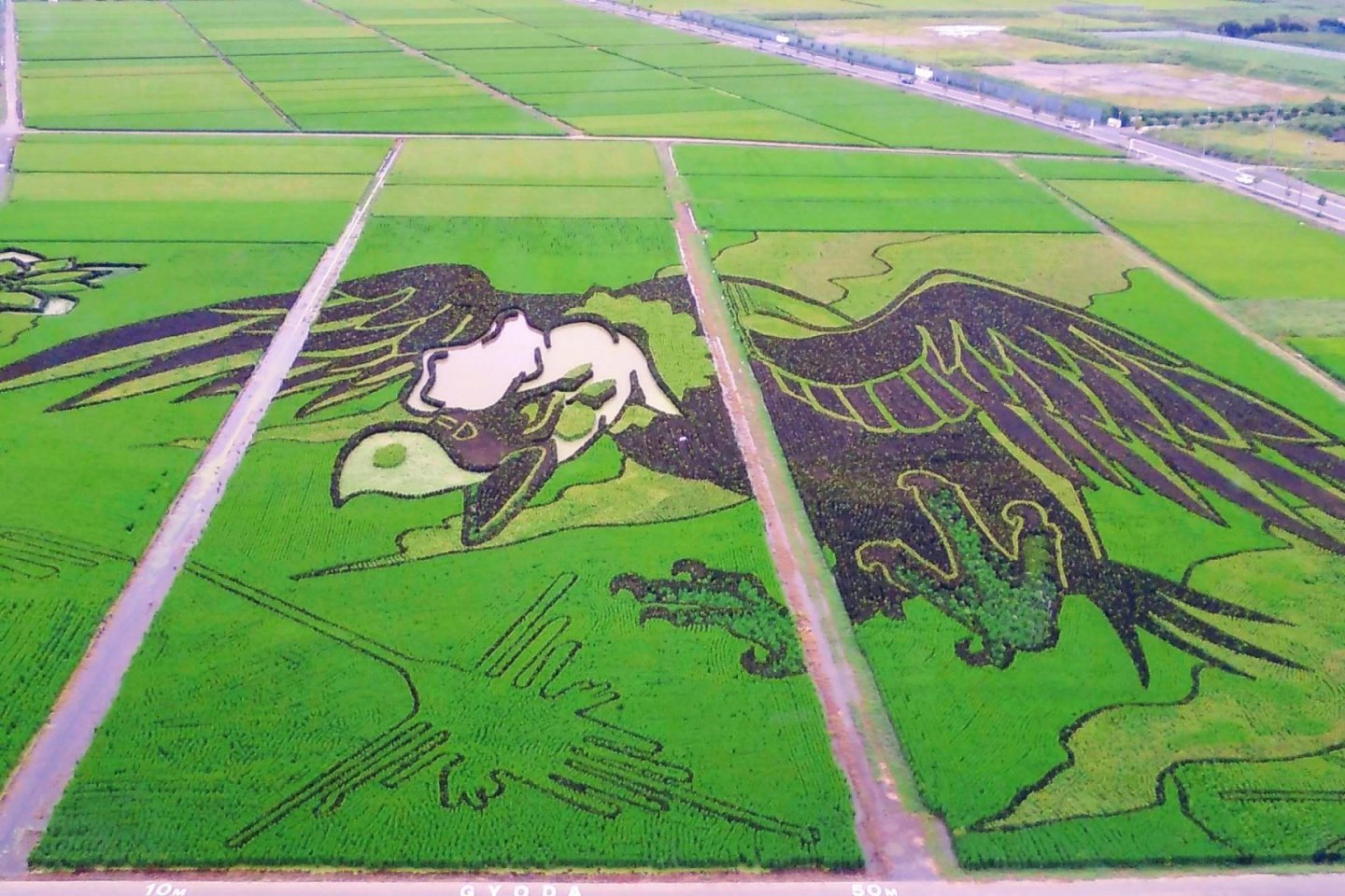Rice Field Art