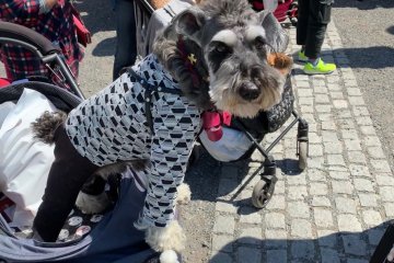 Canine Fashion in Japan