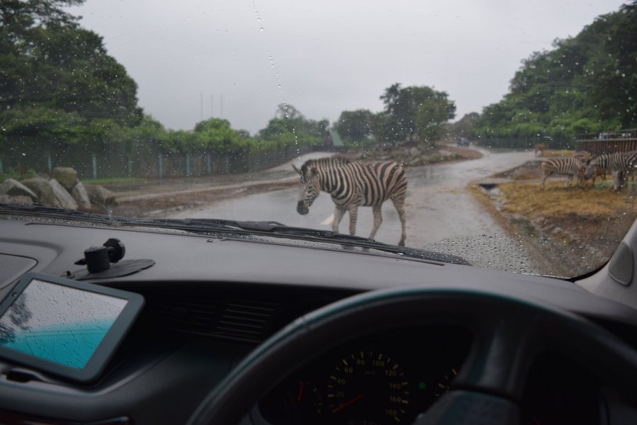 Drive-thru Zoo: Gunma Safari Park