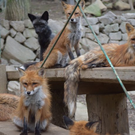 Zao Kitsune Mura (Fox Village) Zao Kitsune Mura (Fox Village)