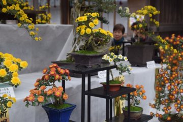 Yahiko Chrysanthemum Festival