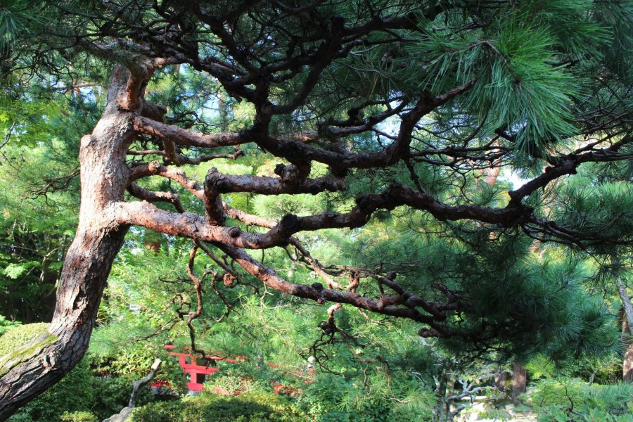 The Iconic Trees of Japan