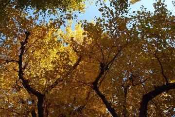 Jingu Gaien Gingko Festival