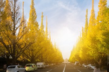 Jingu Gaien Gingko Festival