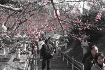 Nago Cherry Blossom Festival