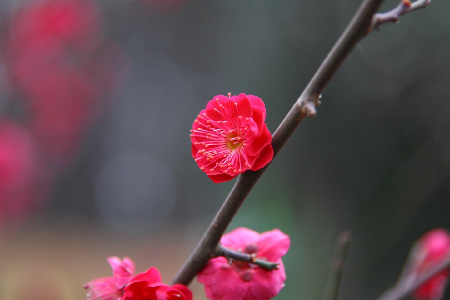 Setagaya Plum Blossom Festival