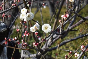 Setagaya Plum Blossom Festival