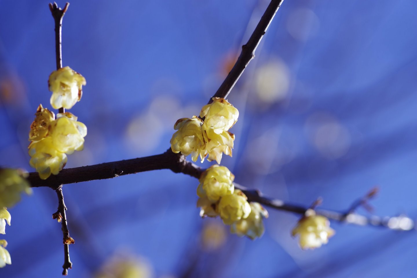 Matsuda Wintersweet Festival