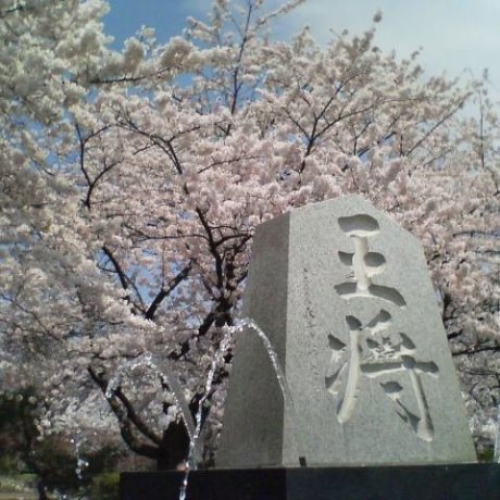 Cherry Blossom in Tohoku