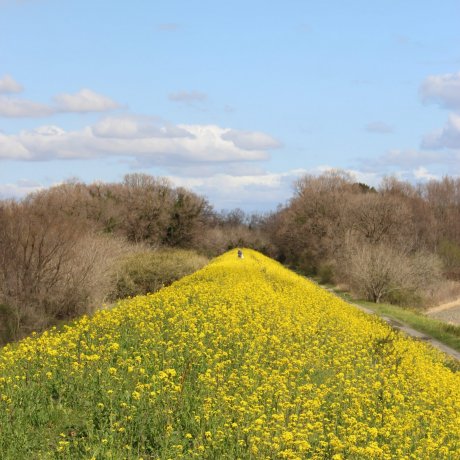 Rapeseed Along the Arakawa Kawajima Rapeseed Along the Arakawa Kawajima