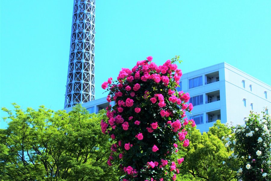 Yamashita Park's Future Rose Garden