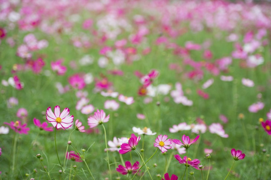 5 Spots to Enjoy Cosmos Flowers in Japan