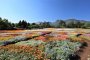 5 Flower Parks to Visit in Kyushu