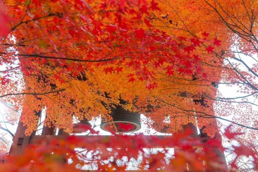 Autumn Leaves at Shin-nyo-do