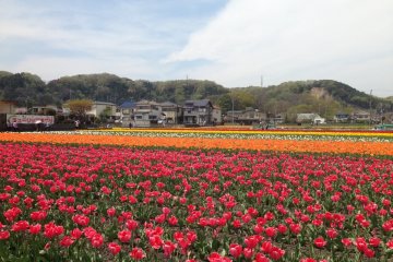 Hamura Tulip Festival
